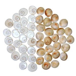 Natural Gomati/Gomti Chakra Original for Vastu & Puja (Gomathi Chakra)