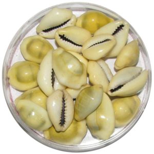 Natural Yellow Cowrie