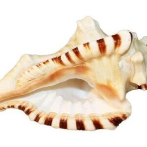 Ganesh Shankh Conch Shell