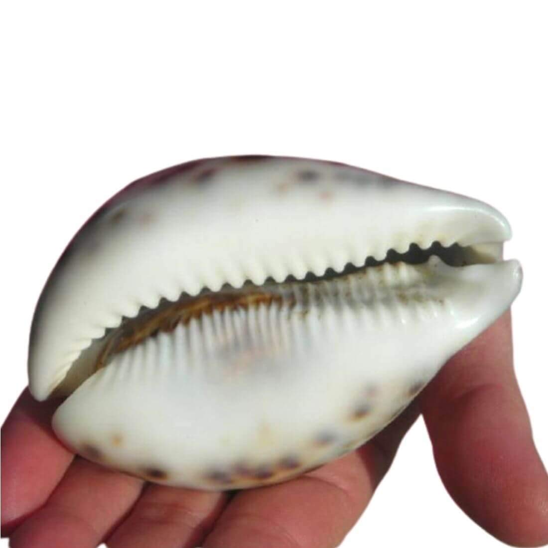 Tiger Cowrie