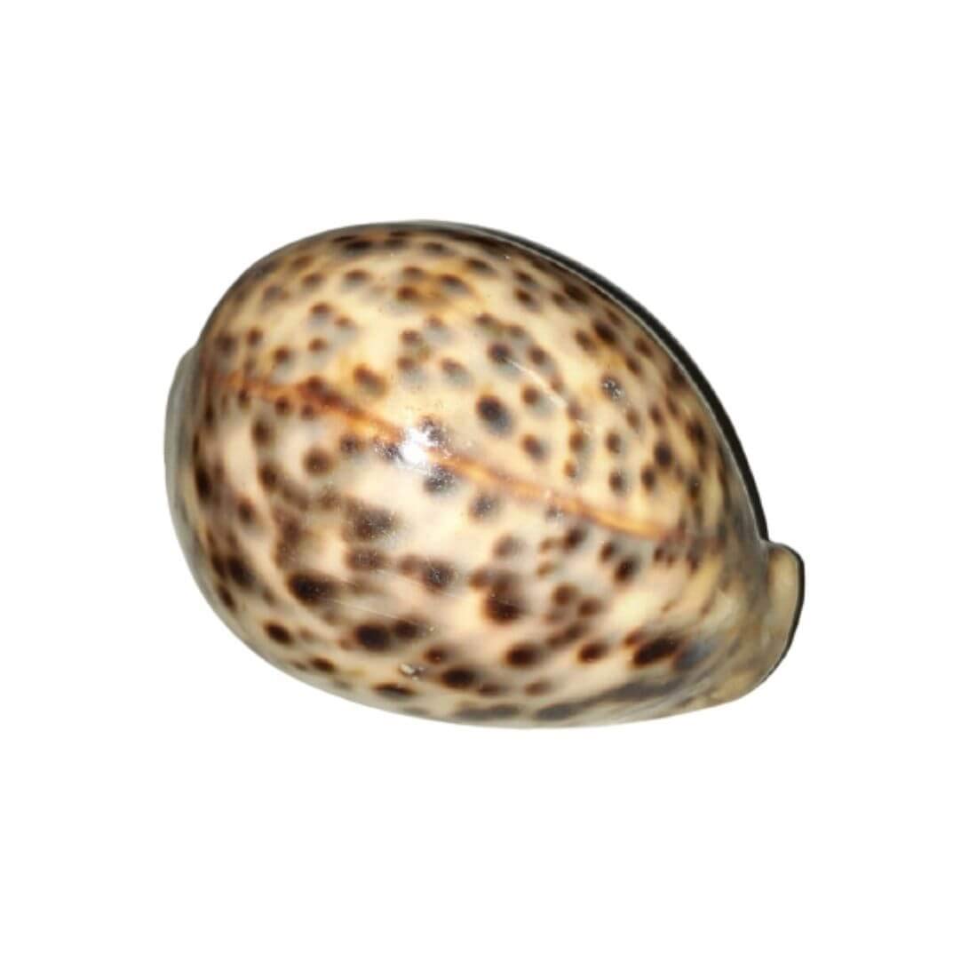 Tiger Cowrie