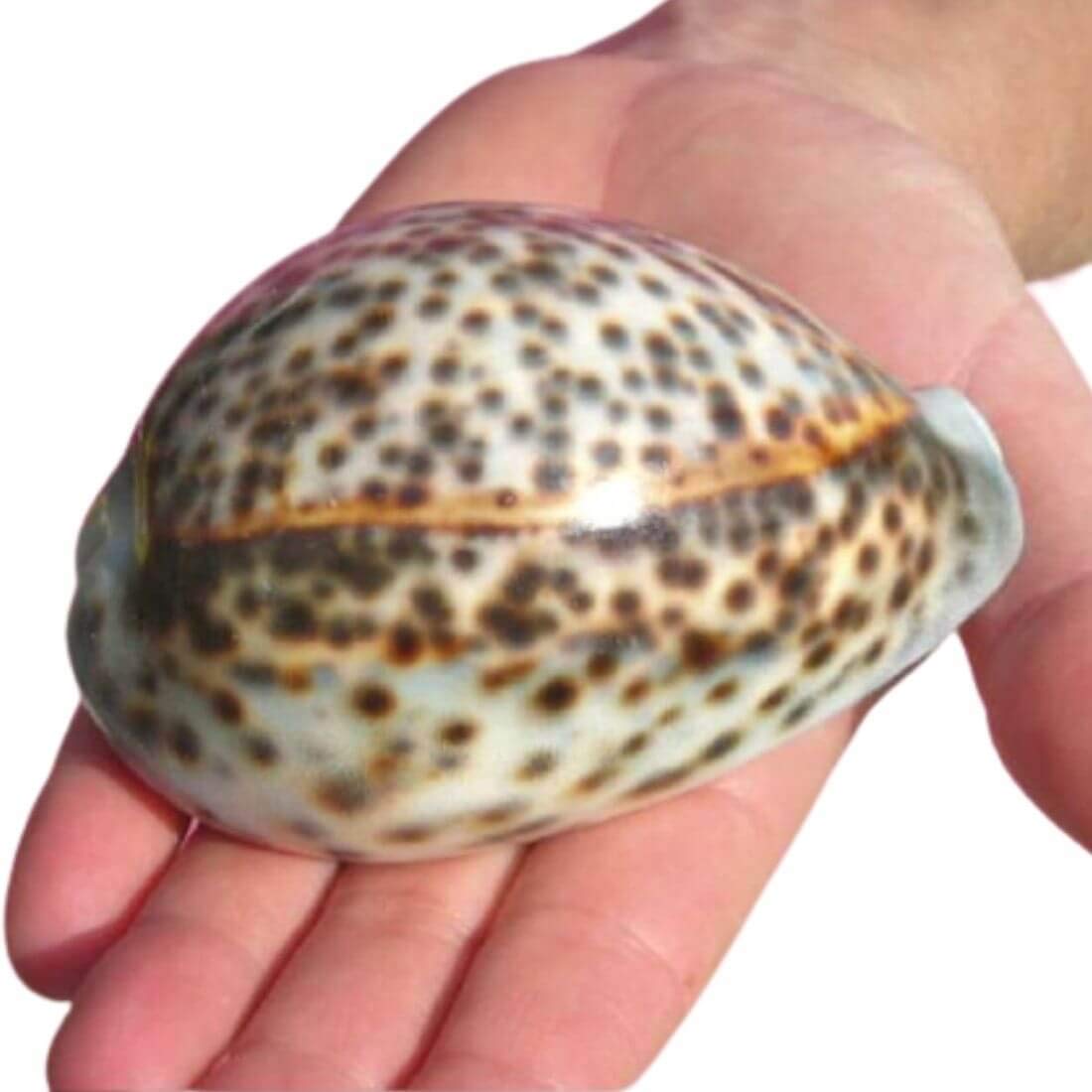 Tiger Cowrie