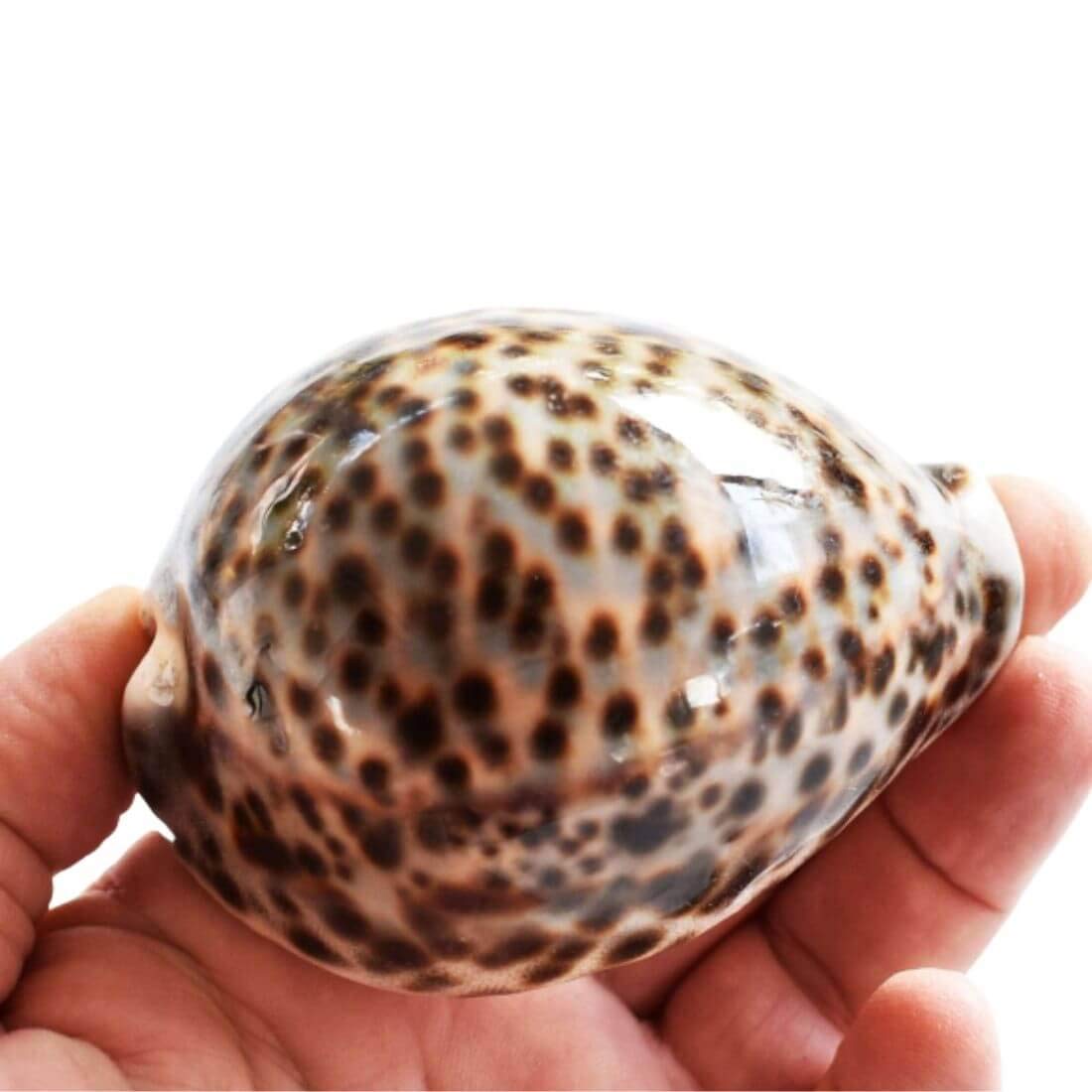 Tiger Cowrie