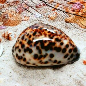 Tiger Cowrie - Big Size Natural Sea Shell Decoration & Puja