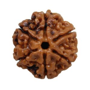 6 Mukhi Rudraksha