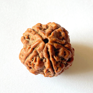 5 Mukhi Rudraksha