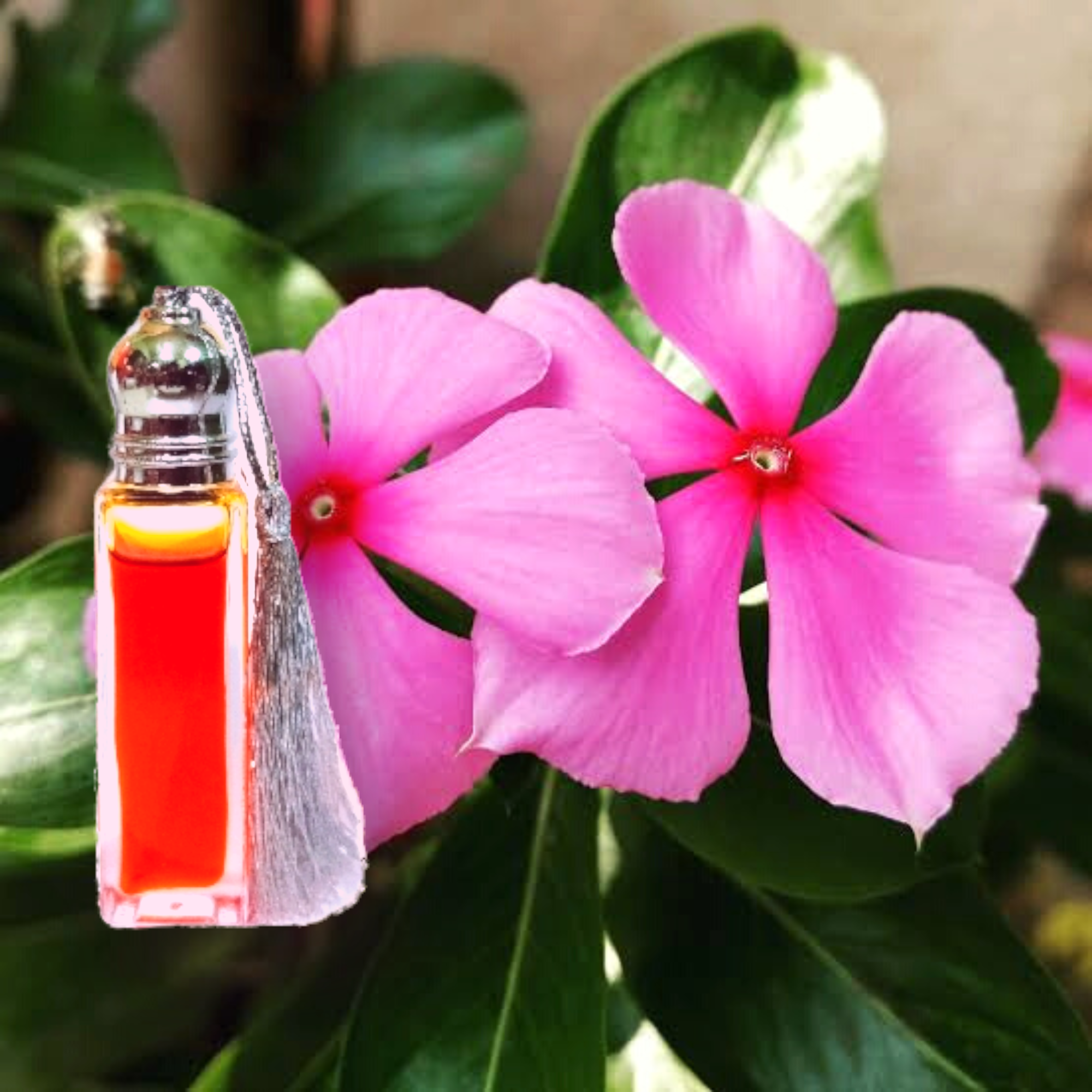 Pink Chameli